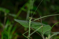 Phasmida