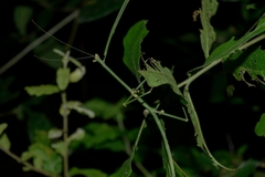 Phasmida