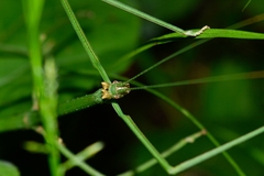 Phasmida