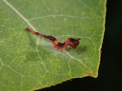Cerura