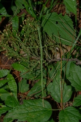 Phasmida