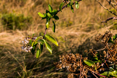 Senecio brachypodus
