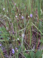 Sisyrinchium septentrionale