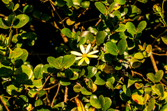 Senecio macroglossus