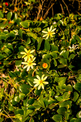 Senecio macroglossus