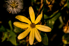 Senecio macroglossus
