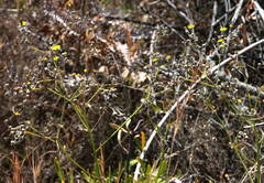 Tolpis farinulosa