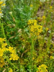 Erysimum marschallianum