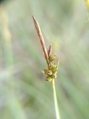 Carex panicea