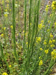 Erysimum marschallianum