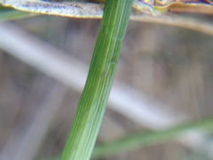 Carex panicea