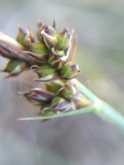 Carex panicea