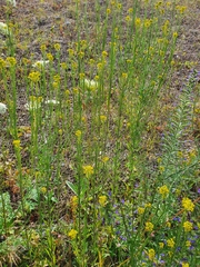 Erysimum marschallianum