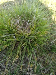 Carex panicea