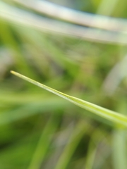 Carex panicea