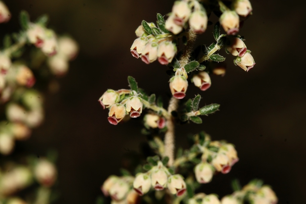 Whiteshield Heath