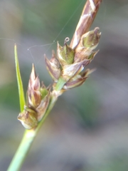 Carex panicea