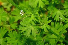 Geranium pusillum