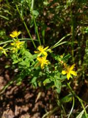 Hypericum ellipticum