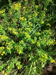 Hypericum ellipticum