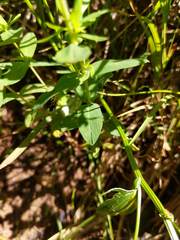 Hypericum ellipticum