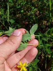 Hypericum ellipticum
