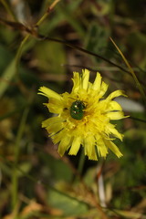 Cryptocephalus hypochaeridis