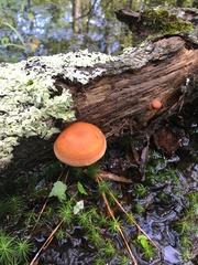 Gymnopilus liquiritiae