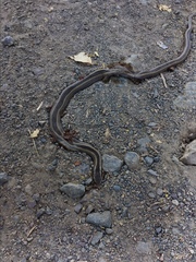 Philodryas chamissonis