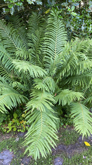 Matteuccia struthiopteris