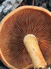 Gymnopilus liquiritiae