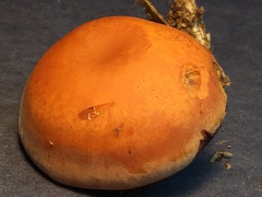 Gymnopilus liquiritiae