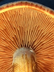 Gymnopilus liquiritiae
