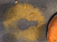 Gymnopilus liquiritiae
