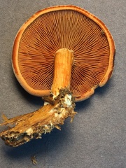 Gymnopilus liquiritiae