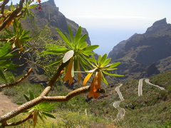 Euphorbia atropurpurea image