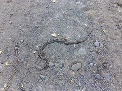 Philodryas chamissonis