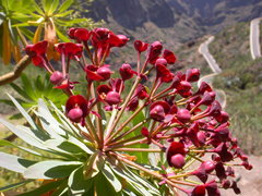 Euphorbia atropurpurea image