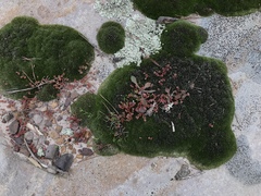 Sedum smallii