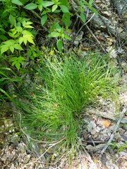 Carex crawfordii
