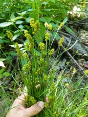 Carex crawfordii