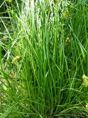 Carex crawfordii