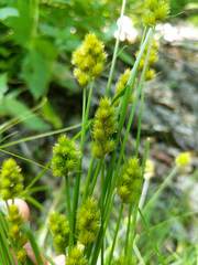 Carex crawfordii
