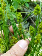 Carex crawfordii