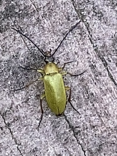 Sulphur Beetle, Schiermonnikoog National Park, Schiermonnikoog, Fryslân, NL, photo 8 of 10