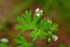 Geranium pusillum