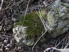 Bryum argenteum