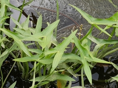 Sagittaria sagittifolia