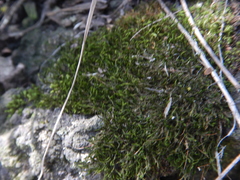 Bryum argenteum