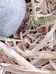 Tetramorium